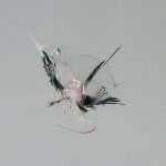 GX-7 GX7 �O���XX ���� �����R�[�g �����R�[�e�B���O �����R�[�g��